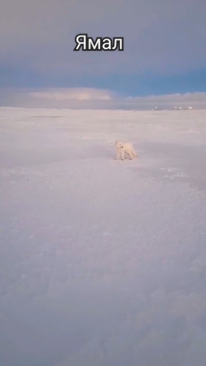 #shorts песец подкрался незаметно - YouTube
