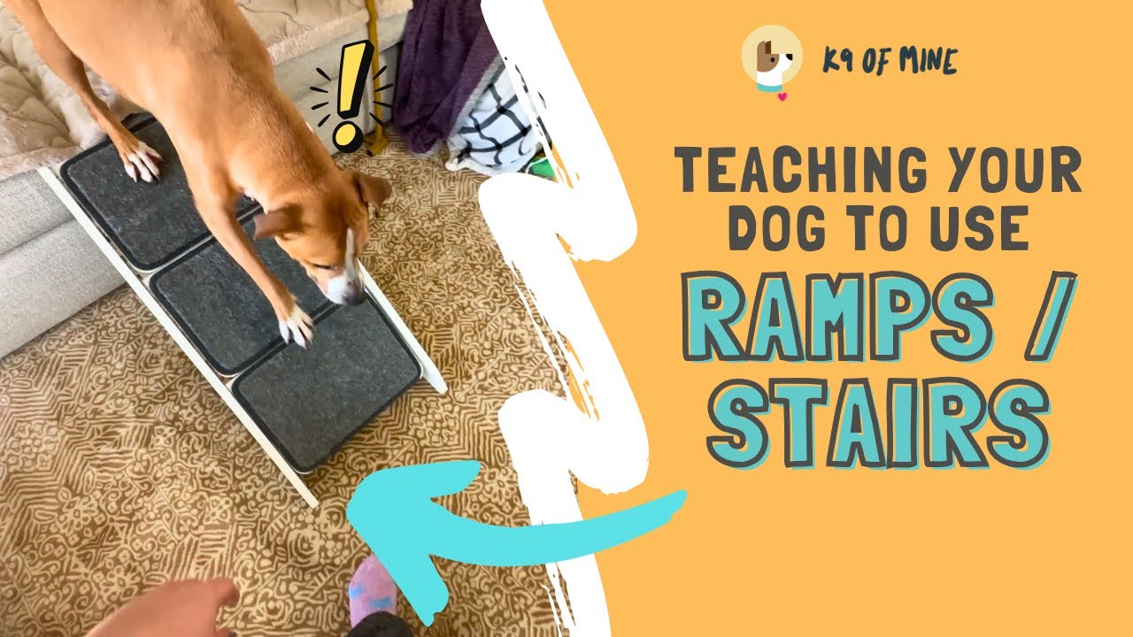 Как научить собаку пользоваться пандусом или лестницей