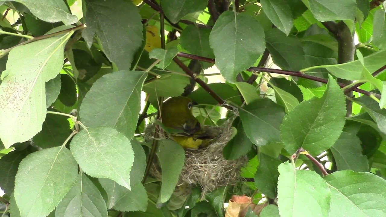 White eyes bird building nest