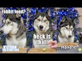 He THROWS a SPROUT at ME! Husky Reviews Christmas Dinner!