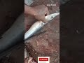 Sheela fish local beautiful cutting / VPM Ramesh fish shop and expert cutting way food