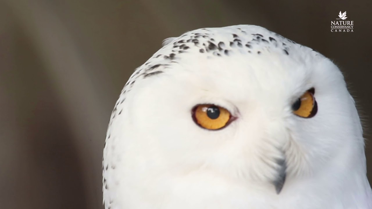 Gifts of Canadian Nature — Snowy Owl