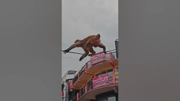 haridwar ke bandar.  #haridwar #bholenath #sankar