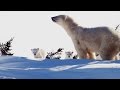 Cubs' Journey and Survival Skills