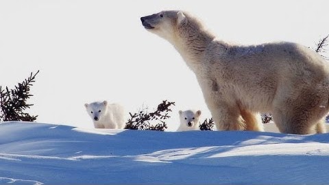 Incredibly Cute Polar Bear Cubs See the World for First Time