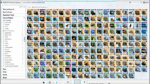 Microsoft Pivot Demo Video