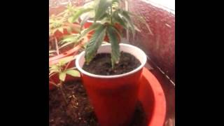 GYOB.tv-SC clones & SC Lst Update