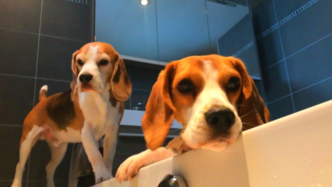 BEAGLES VS BATH TIME : HOW TO!! FUNNY BEAGLES LOUIE AND MARIE