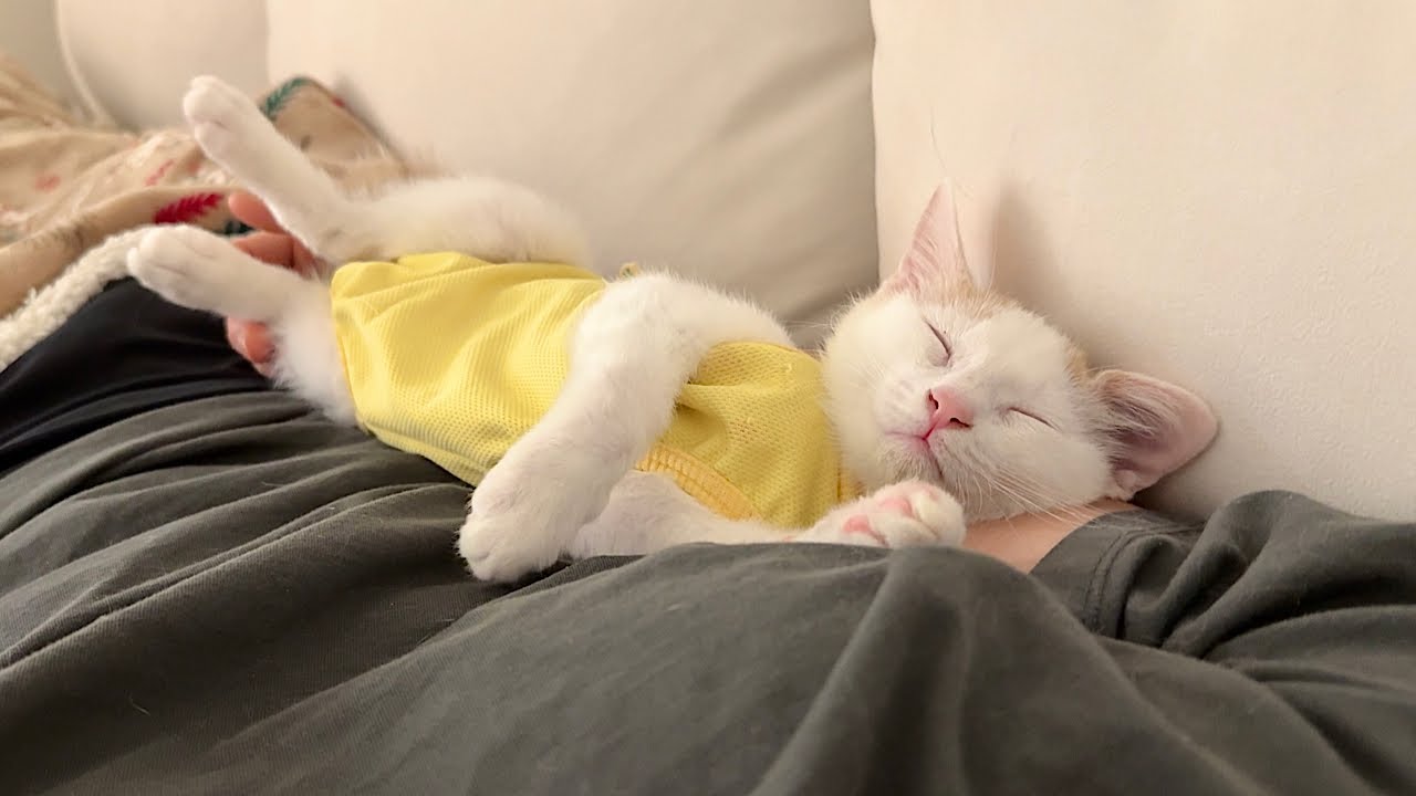 退院して久しぶりに家に帰ってきた子猫が1日中離れてくれなくてこう