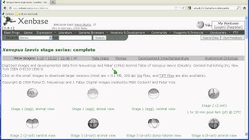 How to Use Xenbase Part 1: The Main Banner