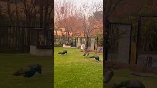 Nature’s beauty #africancountry #travel #2023 #joburg #southafrica #johannesburg #birds #peacock