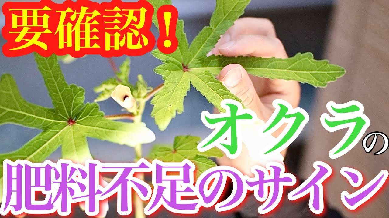 Notice] Signs of okra fertilizer deficiency and the best time