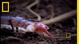 South American Centipede | National Geographic