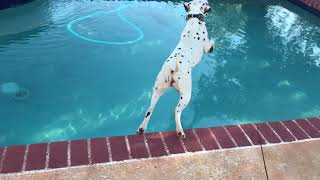 Dalmatian loves to dive in pool