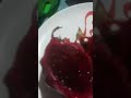 FRUIT GUMMY JUICY BURST DRAGONFRUIT #asmr #yummy #floriedm #shorts