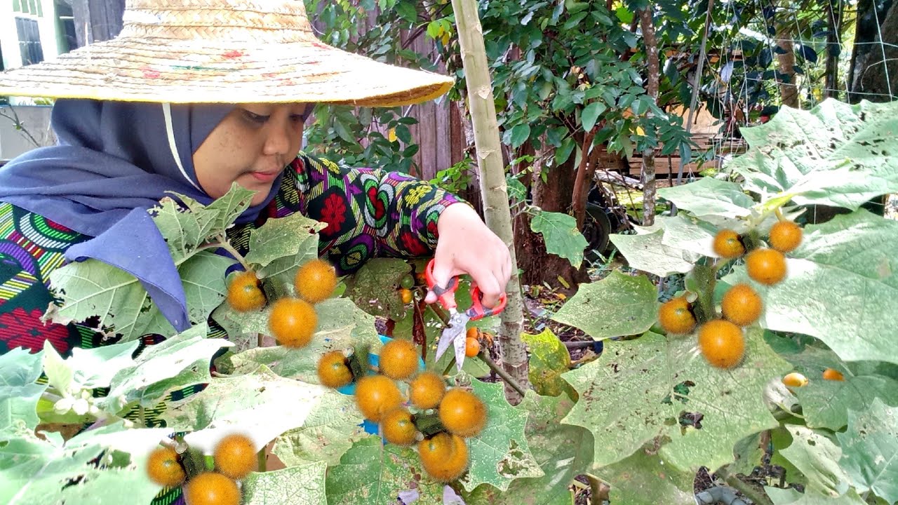 Memetik Terung liar Di Belakang Rumah| Sedapnya dimasak Seperti ini #terung