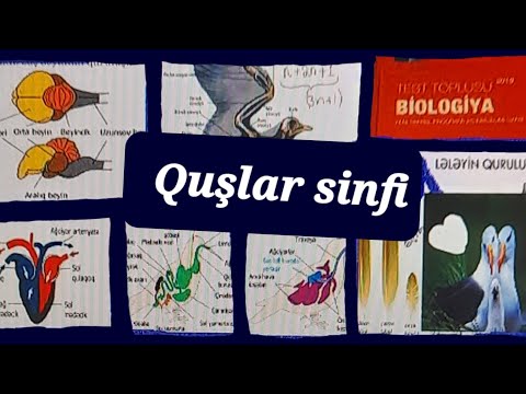Video: Quşlar və sürünənlər kimi yumurtlayan heyvanlarda?