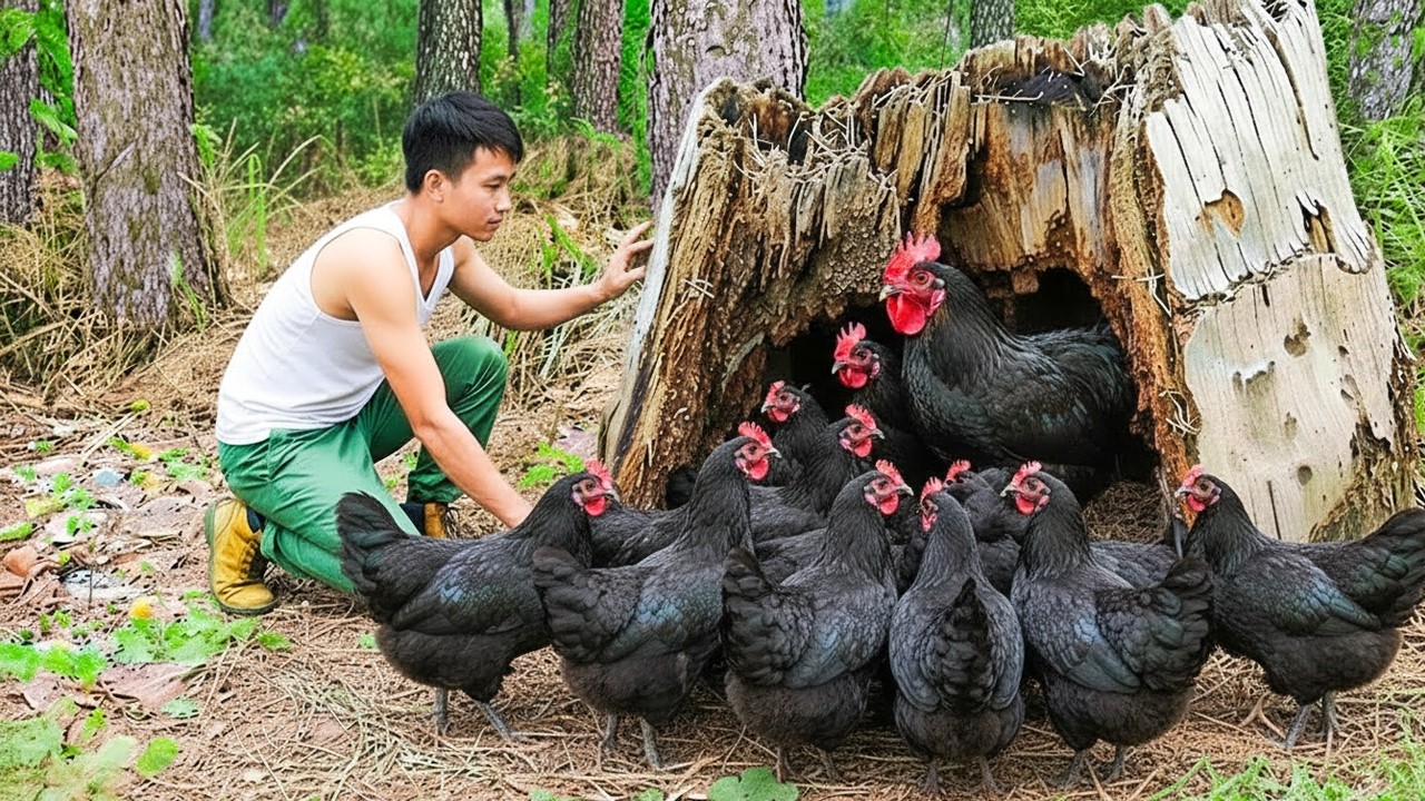 Catching Many Giant Wild Chickens from an Ancient Tree In The Forest — Living In The Wild