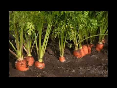 فيديو: زراعة الجزر العصير