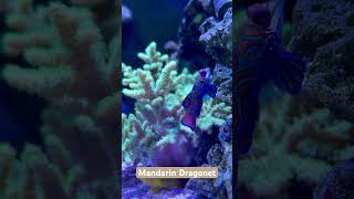 Mandarinfish is on the hunt #reeftank #mandarinfish #aquarium #waterboxaquariums #coralreef