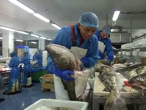 วีดีโอ: ปลาค็อดโปแลนด์