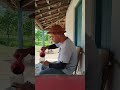 O VAQUEIRO NORDESTINO #vidanaroça #sertão #toada #toada #viralvideo