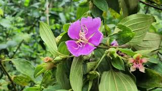 Download Lagu Ibu menyusui anak kelas satu sd MP3