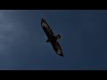 Rare footage of a Upland Buzzard in Zadoi County, Yushu City, Qinghai province