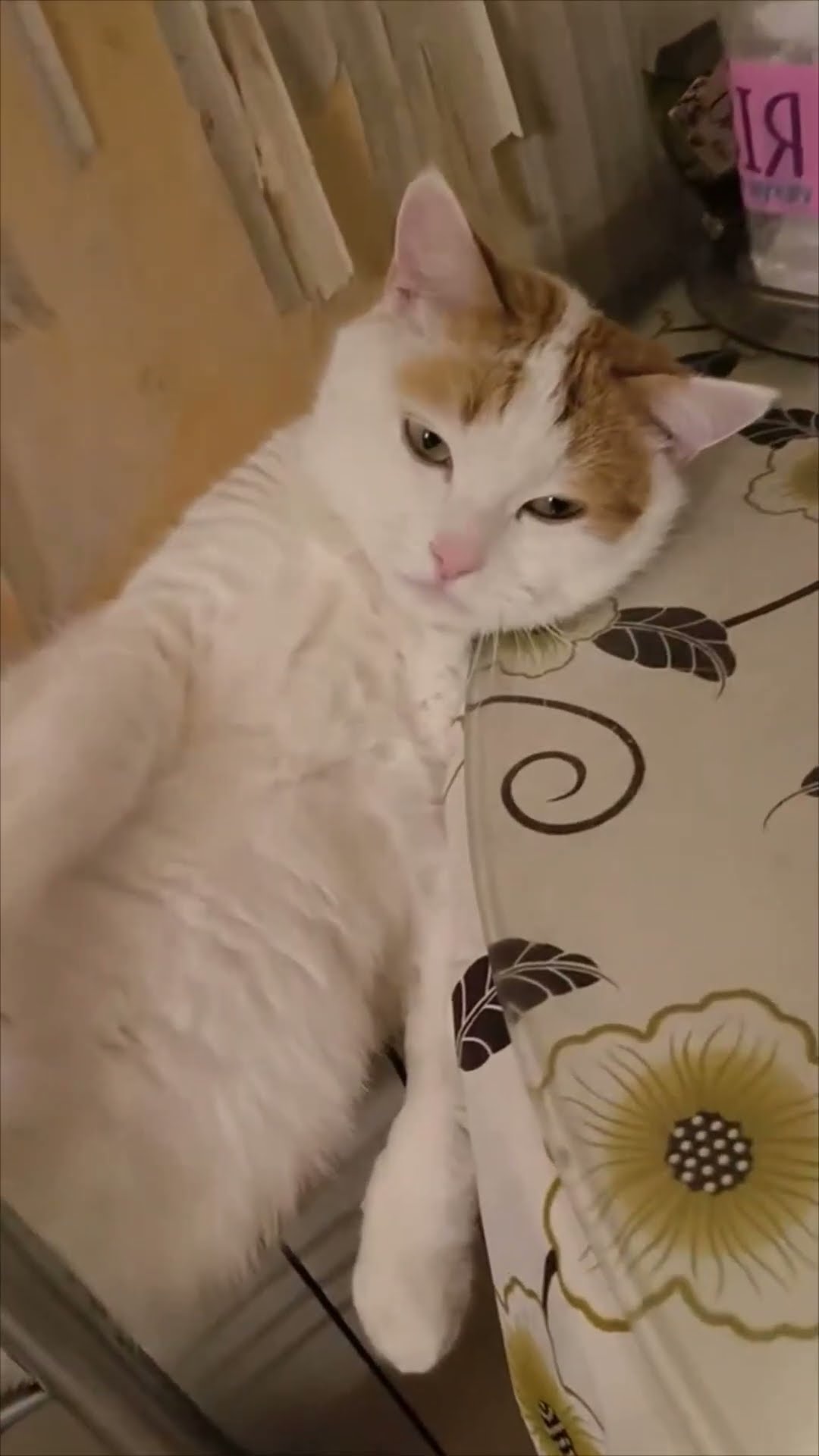 Lazy Cat Relaxing Comfortably on Radiator