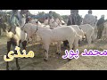   adnan goat farm03176475990