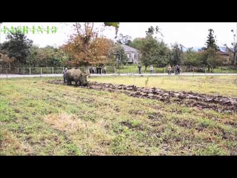 Curbed Rhinoceros - მოთვინიერებული მარტორქა