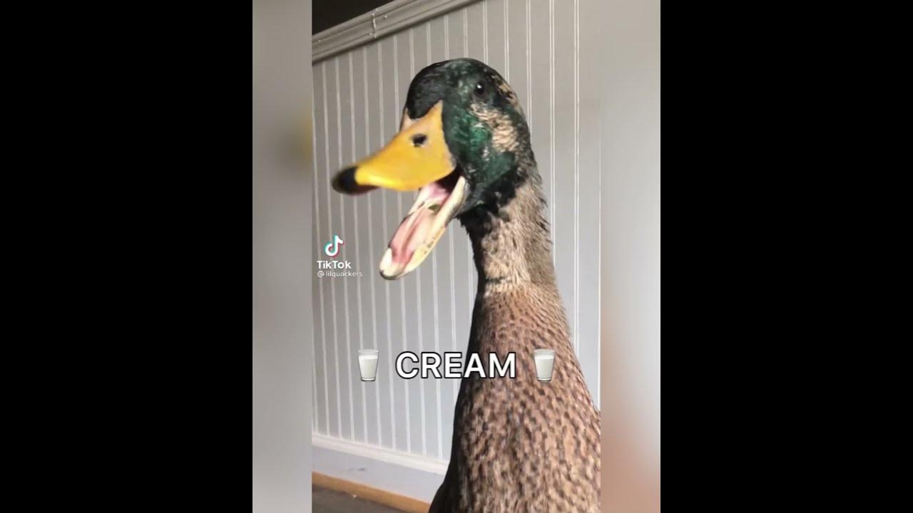 Eat your Berries and cream Tiktok compilation YouTube