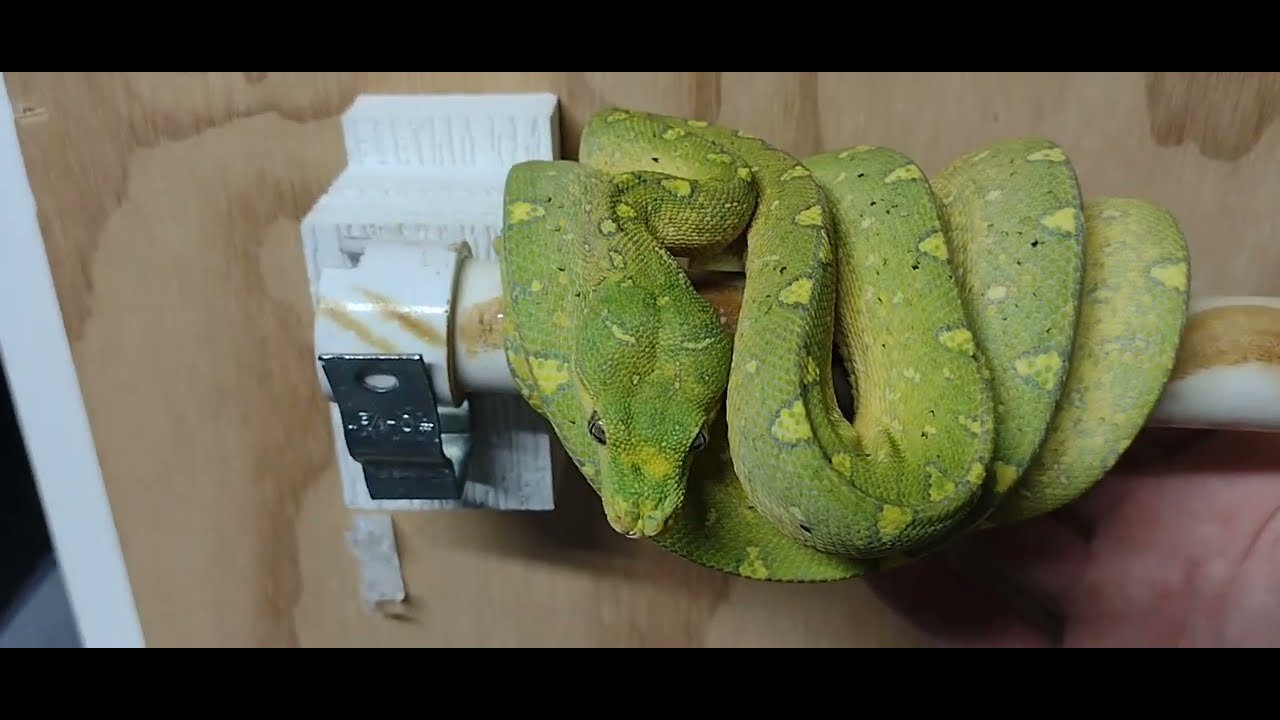 Green Tree Python info WPB -19-02. #1 - YouTube