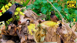 Cat TV for Cats to Watch 😺 Pretty Birds Chipmunks Squirrels 🐿10 Hours 4K UHD 60FPS by Birder King Studio 101 views 1 month ago 10 hours