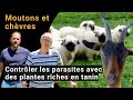 Contrle des parasites chez moutons et chvres avec des tanins  aperu de la recherche et pratique