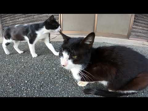 野良猫ちゃん達お昼寝中