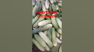 HARVESTING CUCUMBER/PIPINO