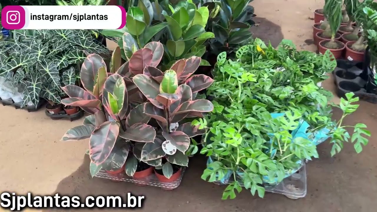 Ceasa Campinas promoção fim de ano 