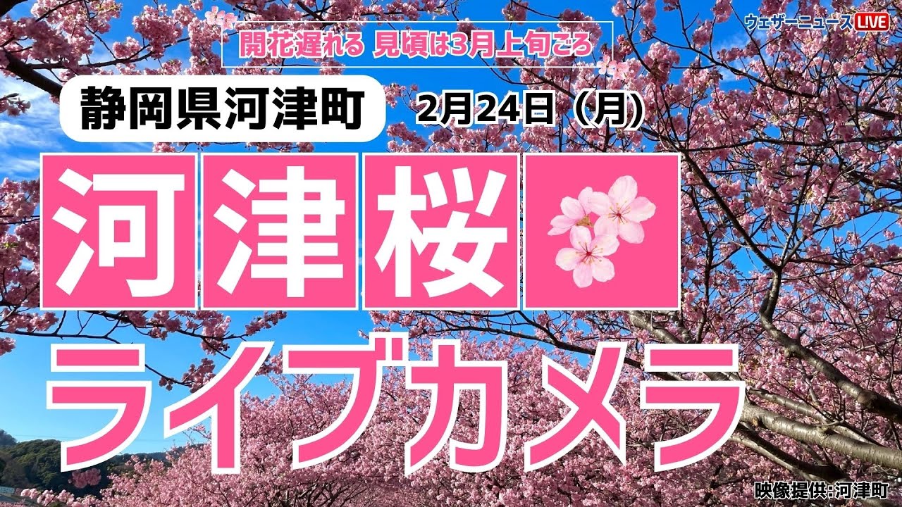 【再生リスト】河津桜ライブカメラ