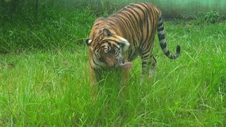 Tiger Eating Grass Rare Video of Unusual Behavior