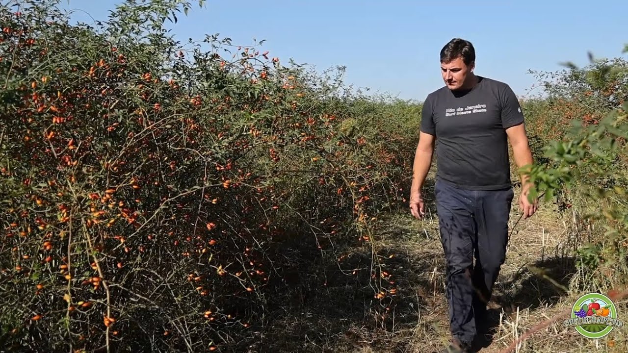 Svet voćarstva ep. 18 28.09.2024. Uzgoj šipurka, Surčin, Dušan Mršić