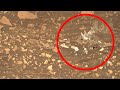 Mars Latest Images | New Mineral Found by Perseverance Rover