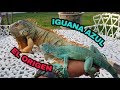 IGUANAS Y MÁS IGUANAS 🦎🦎🦎 (Origen de la iguana azul, actualización de iguana Marcelo).