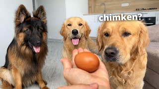 My Dogs Try The Egg Challenge l Funny Dog Reactions