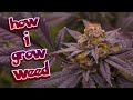 how i have been growing weed - laaaaid back #growyourown #organic #legalization