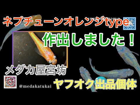 ネプチューンオレンジtype』作出しました！【メダカ屋宮坊ヤフオク出品