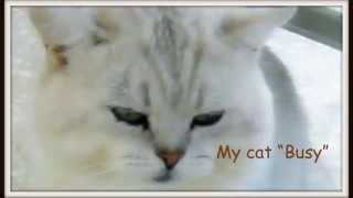 кот и чипсы кот и чипсы