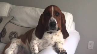 Basset Hound Puppy {When you're told not to go on the couch, but you pretend you didn't hear them!!}