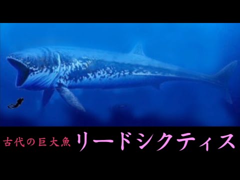 古代の超巨大魚リードシクティス ジンベイザメのおよそ２倍 Youtube