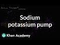 Sodium potassium pump | Membranes and transport | Biology | Khan Academy